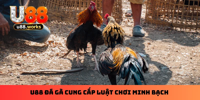 u88-da-ga-cung-cap-luat-choi-minh-bach